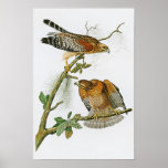 Red-shouldered Hawk John Audubon Birds Of America Poster at Zazzle