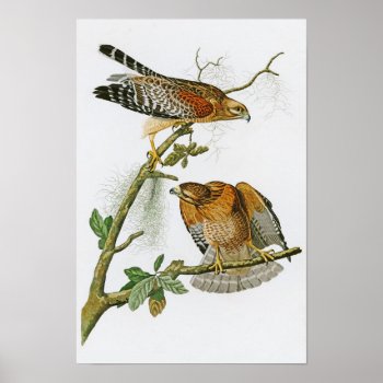 Red-shouldered Hawk John Audubon Birds Of America Poster by NaturalYesteryear at Zazzle
