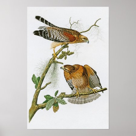 Red-shouldered Hawk John Audubon Birds Of America Poster