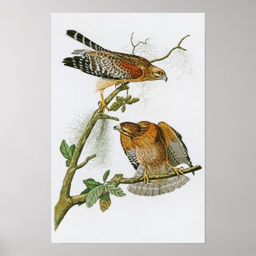 Red_shouldered Hawk John Audubon Birds of America Poster
