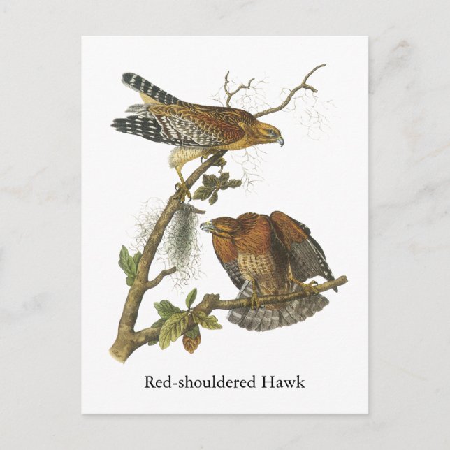 Red-shouldered Hawk, John Audubon Postcard (Front)