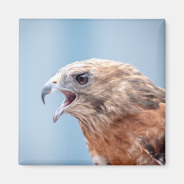Red Shouldered Hawk Magnet (Front)