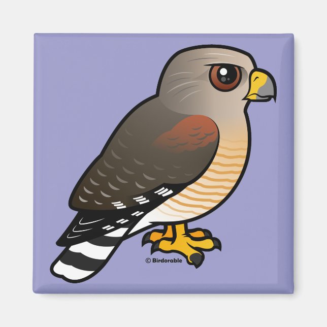 Red-shouldered Hawk Magnet (Front)
