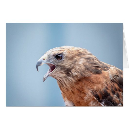 Red Shouldered Hawk on a rock Cards (Front Horizontal)