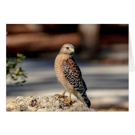 Red Shouldered Hawk on a rock Cards (Front Horizontal)
