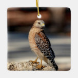 Red Shouldered Hawk on a rock Ceramic Ornament