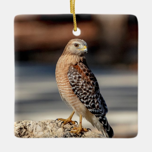 Red Shouldered Hawk on a rock Ceramic Ornament (Front)