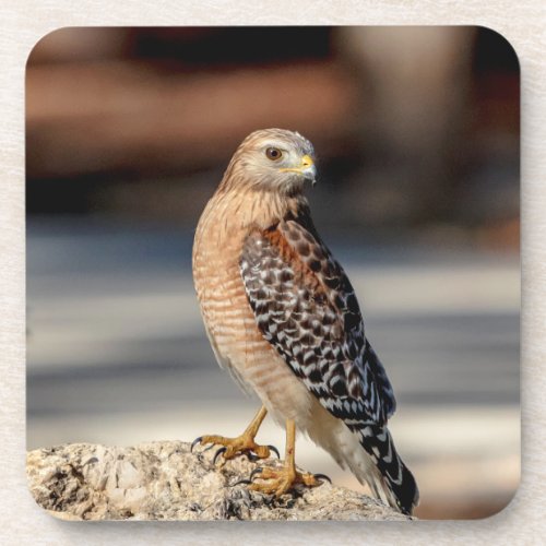 Red Shouldered Hawk on a rock Coaster