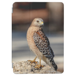 Red Shouldered Hawk on a rock iPad Air Cover