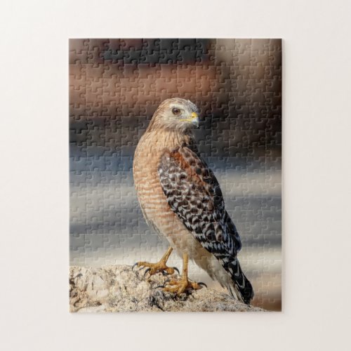 Red Shouldered Hawk on a rock Jigsaw Puzzle