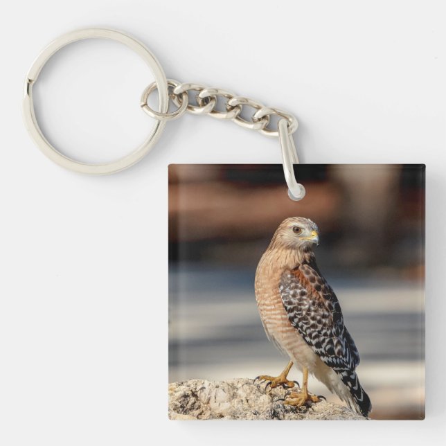 Red Shouldered Hawk on a rock Keychain (Front)