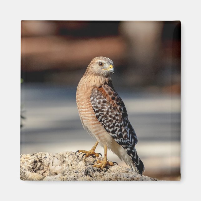 Red Shouldered Hawk on a rock Magnet (Front)
