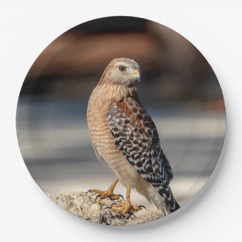 Red Shouldered Hawk on a rock Paper Plates