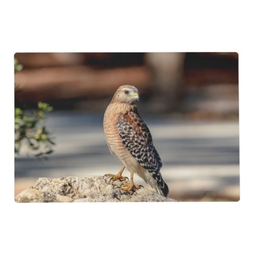 Red Shouldered Hawk on a rock Placemat