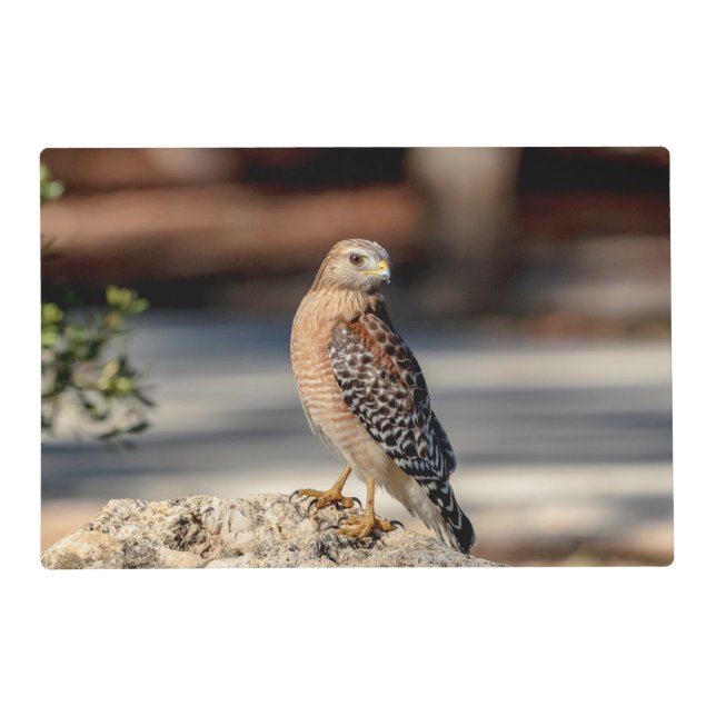 Red Shouldered Hawk on a rock Placemat (Front)