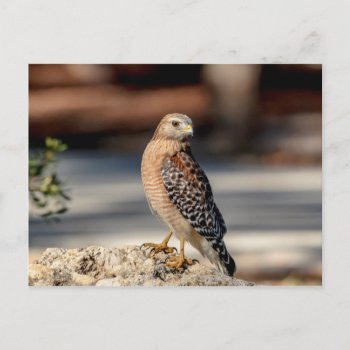 Red Shouldered Hawk On A Rock Postcard by debscreative at Zazzle