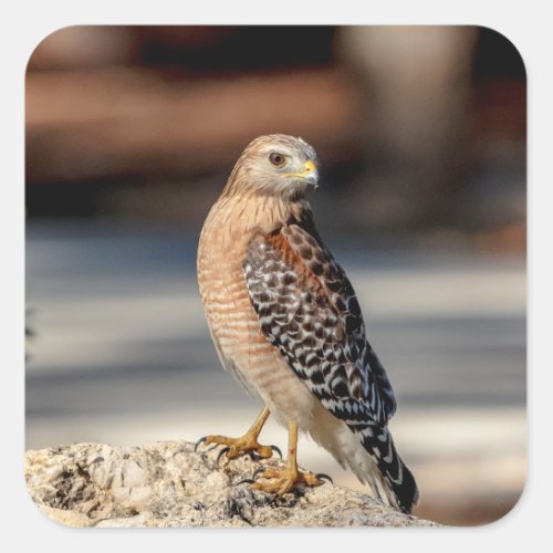 Red Shouldered Hawk on a rock Square Sticker