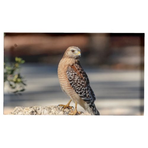 Red Shouldered Hawk on a rock Table Card Holder