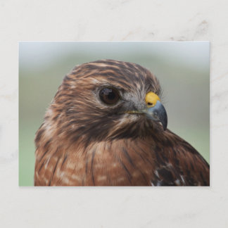 Red-shouldered Hawk photo postcard