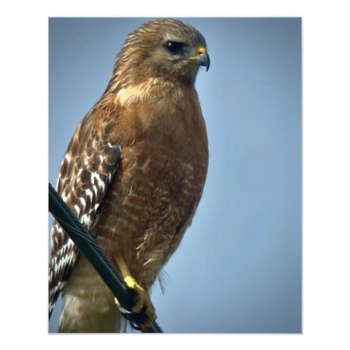 Red_shouldered Hawk Photo Print