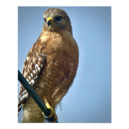 Red_shouldered Hawk Photo Print