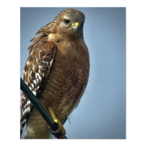 Red_shouldered Hawk Photo Print