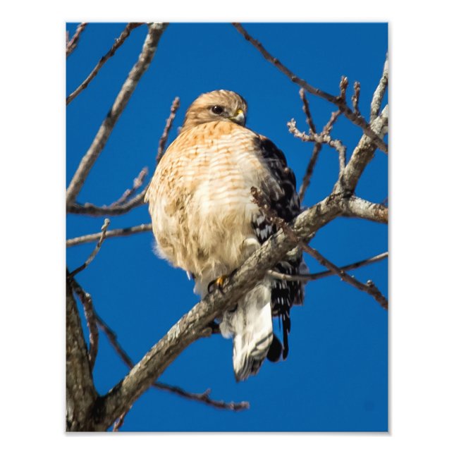 Red Shouldered Hawk Photo Print (Front)