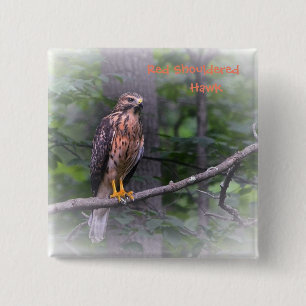 Red Shouldered Hawk Pinback Button