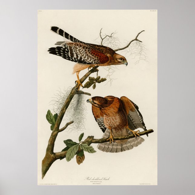 Red-shouldered Hawk, Plate 56 - Audubon Poster (Front)