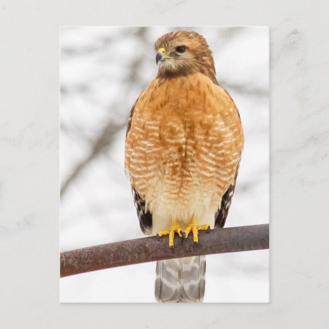 Red-Shouldered Hawk Postcard (Front)