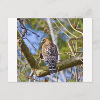 Red Shouldered Hawk Postcard
