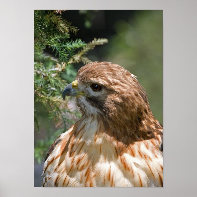 Red-shouldered Hawk Poster (Front)