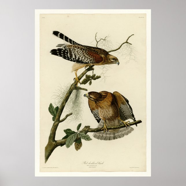 Red shouldered Hawk Poster (Front)