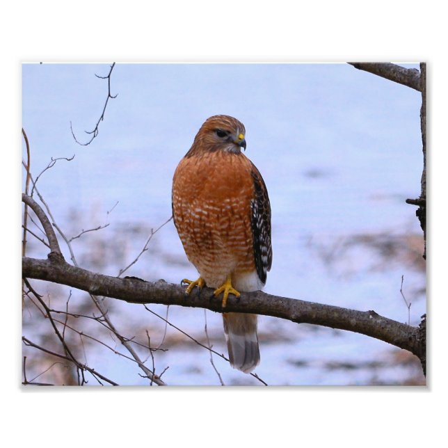 Red-Shouldered Hawk (Satin) Photo Enlar (Front)