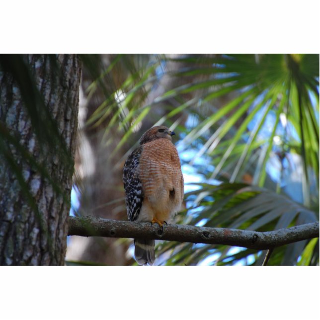 Red shouldered hawk sculpture (Front)