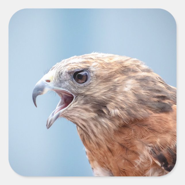 Red Shouldered Hawk Square Sticker (Front)
