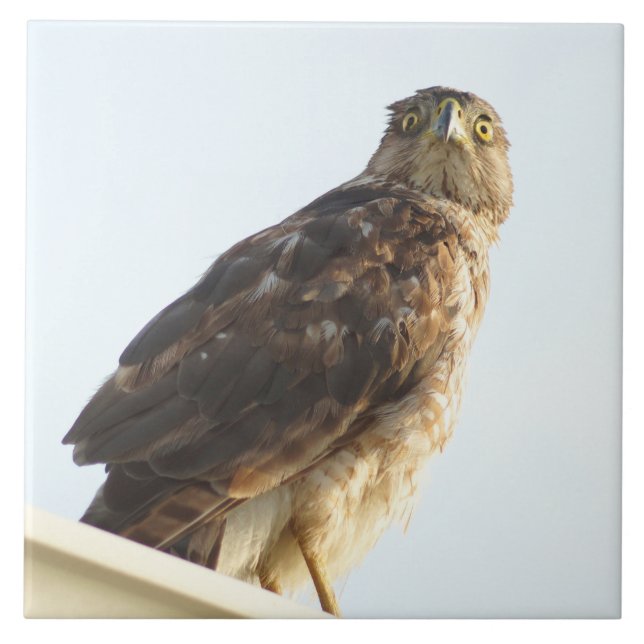 Red-Shouldered hawk Tile (Front)