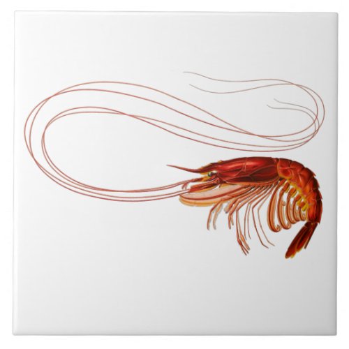 Red Shrimp on White Ceramic Tile