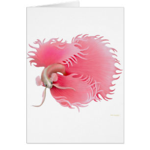 Red Siamese Fighting Fish Card