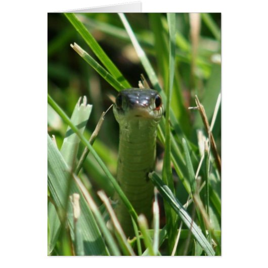 Red Sided Garter Snake in the Grass (Front)