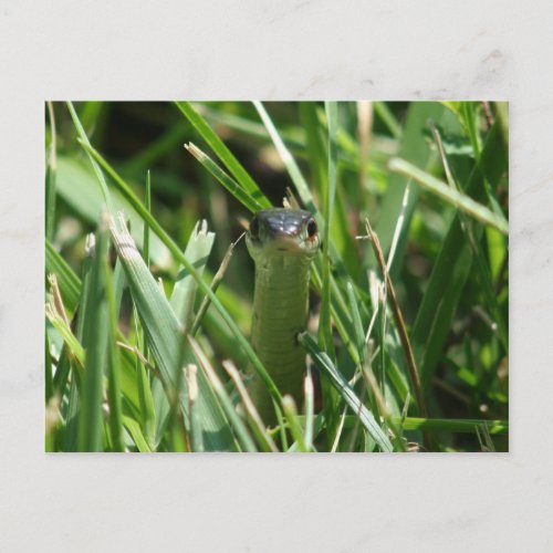 Red Sided Garter Snake in the Grass Postcard