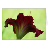 Red Silhouette - Daylily (Front Horizontal)