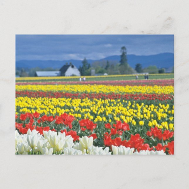 Red Skagit Valley, Mount Rainier, Washington, USA Postcard (Front)