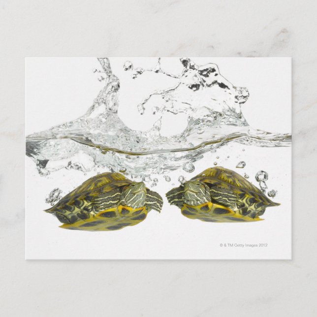 Red slider turtles postcard (Front)
