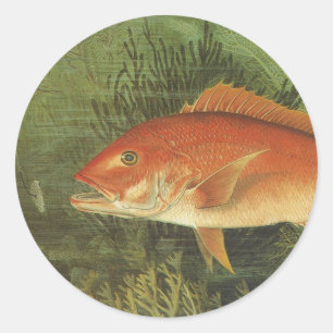 Red Snapper Fish by Kilbourne, Vintage Marine Life Classic Round Sticker