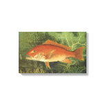 Red Snapper Fish in the Ocean, Vintage Marine Life Canvas Print