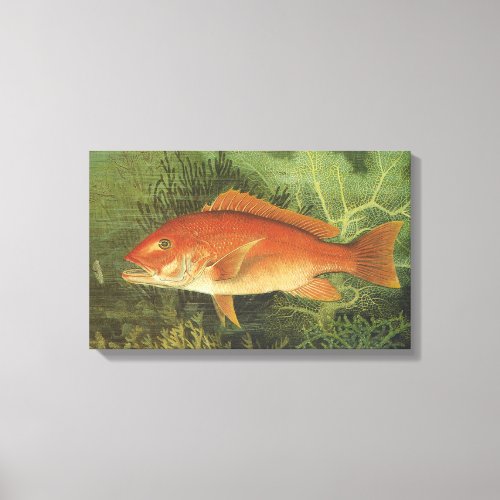 Red Snapper Fish in the Ocean Vintage Marine Life Canvas Print