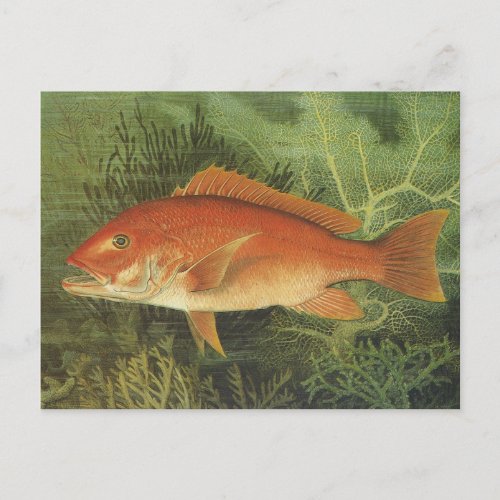 Red Snapper Fish in the Ocean Vintage Marine Life Postcard