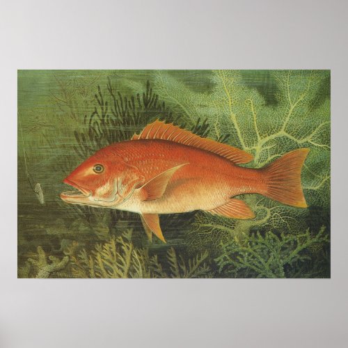 Red Snapper Fish in the Ocean Vintage Marine Life Poster