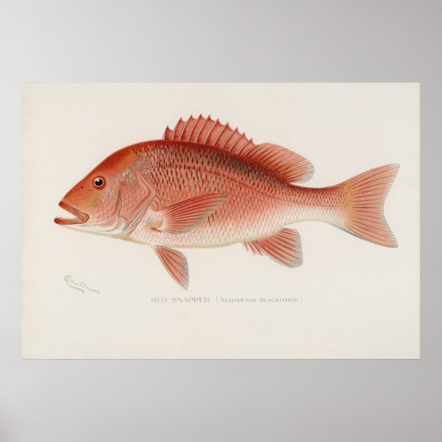 Red snapper fish vintage art poster (Front)